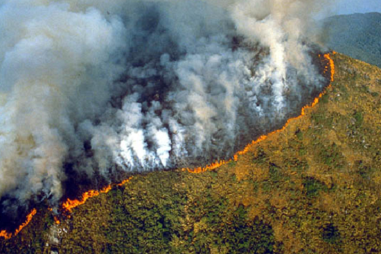 rain forest destruction